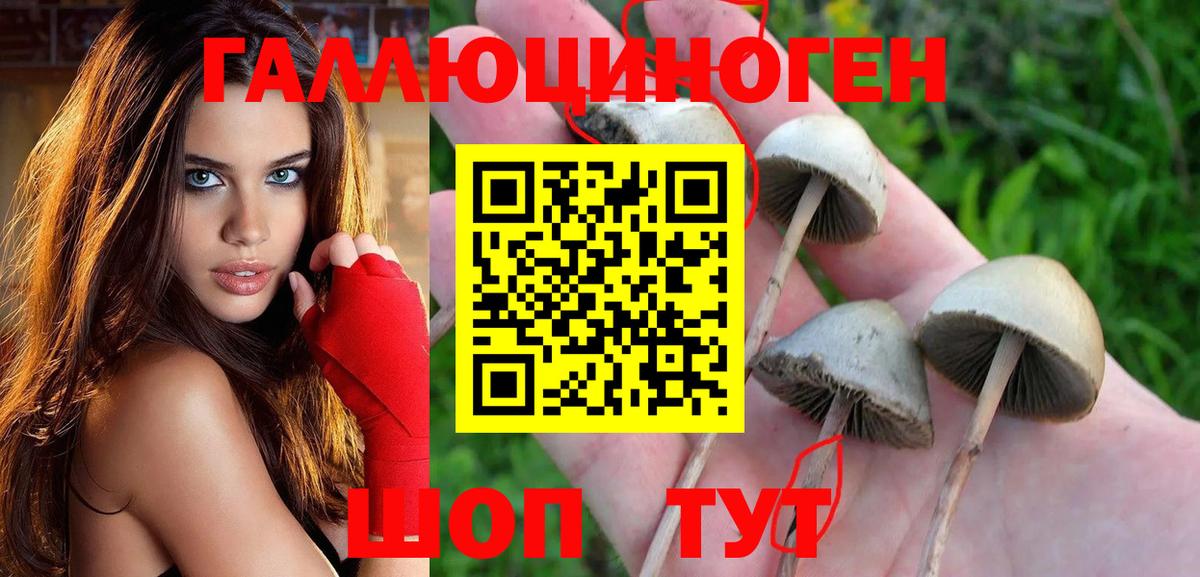 Псилоцибиновые грибы GOLDEN TEACHER  Галлюциногенные грибы GOLDEN TEACHER  Саратов  Вход с VPN 